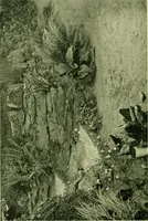 An illustration from Wall and water gardens (1901)