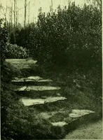 Picture 17 of 137 from Wall and water gardens (1901), leaf 50