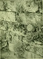 Picture 19 of 137 from Wall and water gardens (1901), leaf 54