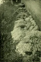 An illustration from Wall and water gardens (1901)
