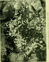 Picture 21 of 137 from Wall and water gardens (1901), leaf 58