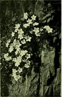 Picture 22 of 137 from Wall and water gardens (1901), leaf 59