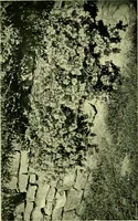 An illustration from Wall and water gardens (1901)