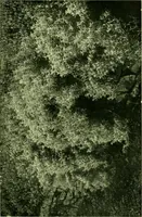 An illustration from Wall and water gardens (1901)
