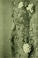 An illustration from Wall and water gardens (1901)