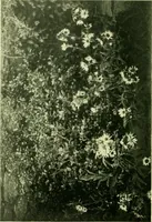 An illustration from Wall and water gardens (1901)