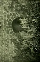 Picture 29 of 137 from Wall and water gardens (1901), leaf 75