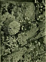 Picture 31 of 137 from Wall and water gardens (1901), leaf 77