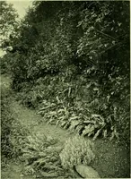 Picture 32 of 137 from Wall and water gardens (1901), leaf 80