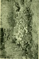 Picture 33 of 137 from Wall and water gardens (1901), leaf 84