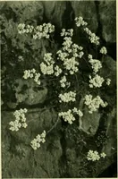 Picture 34 of 137 from Wall and water gardens (1901), leaf 85