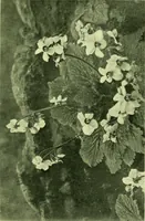 Picture 35 of 137 from Wall and water gardens (1901), leaf 88