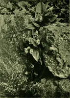 Picture 36 of 137 from Wall and water gardens (1901), leaf 89