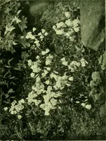Picture 37 of 137 from Wall and water gardens (1901), leaf 92