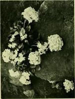 Picture 38 of 137 from Wall and water gardens (1901), leaf 93