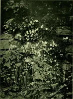 An illustration from Wall and water gardens (1901)