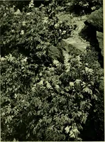 Picture 40 of 137 from Wall and water gardens (1901), leaf 97