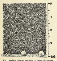 Picture 5 of 9 from The war garden victorious (1919), leaf 351