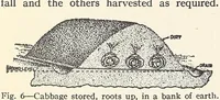Picture 6 of 9 from The war garden victorious (1919), leaf 364