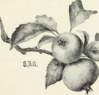An illustration from Water color painting, a book of elementary instruction for beginners and amateurs. With illustrations by the author (1898)