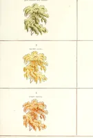 An illustration from Water colour without a master : upwards of two hundred examples of separate objects in landscape shown under various tints and afterwards composed into pictures : to which is added an index of tints, showing at a glance the various powers of the several colours and their compounds (1855)