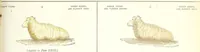 An illustration from Water colour without a master : upwards of two hundred examples of separate objects in landscape shown under various tints and afterwards composed into pictures : to which is added an index of tints, showing at a glance the various powers of the several colours and their compounds (1855)