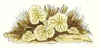 An illustration from Water colour without a master : upwards of two hundred examples of separate objects in landscape shown under various tints and afterwards composed into pictures : to which is added an index of tints, showing at a glance the various powers of the several colours and their compounds (1855)