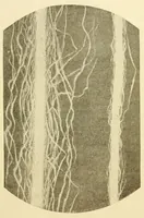 An illustration from Weaving : instruction paper (1903)