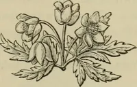 An illustration from The Wedgwood handbook : a manual for collectors : treating of the marks, monograms, and other tests of the old period of manufacture; also including the catalogues, with prices obtained at various sales, together with a glossary of terms (1875)