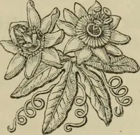 An illustration from The Wedgwood handbook : a manual for collectors : treating of the marks, monograms, and other tests of the old period of manufacture; also including the catalogues, with prices obtained at various sales, together with a glossary of terms (1875)
