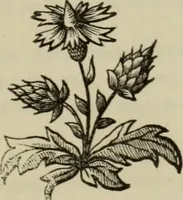 An illustration from The Wedgwood handbook : a manual for collectors : treating of the marks, monograms, and other tests of the old period of manufacture; also including the catalogues, with prices obtained at various sales, together with a glossary of terms (1875)