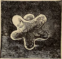 An illustration from Wehman Bros.' new book of one hundred and fifty parlor tricks and games : home-made apparatus (1905)