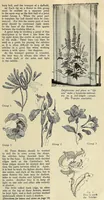 An illustration from Weldons flower embroidery (1900)