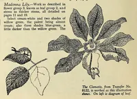 Picture 6 of 16 from Weldons flower embroidery (1900), leaf 18