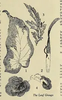 An illustration from Weldons flower embroidery (1900)
