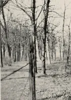 An illustration from The wellbeing of Waterloo : a report to the Civic Society of Waterloo, Iowa (1910)