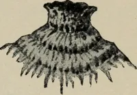 An illustration from The well-dressed woman: a study in the practical application to dress of the laws of health, art, and morals (1893)