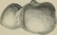 An illustration from The well-dressed woman: a study in the practical application to dress of the laws of health, art, and morals (1893)