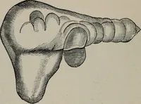 An illustration from The well-dressed woman: a study in the practical application to dress of the laws of health, art, and morals (1893)