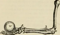 Picture 35 of 213 from Well's natural philosophy : for the use of schools, academies and privte students, introducing the latest results of scientific discovery and research ; arranged with special reference to the practical application of physical science to the arts and the experiences of everyday life ; with three hundred and seventy-five engravings (1873), leaf 101