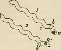 An illustration from Well's natural philosophy : for the use of schools, academies and privte students, introducing the latest results of scientific discovery and research ; arranged with special reference to the practical application of physical science to the arts and the experiences of everyday life ; with three hundred and seventy-five engravings (1873)