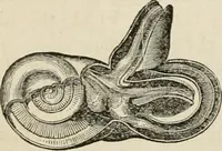 Picture 112 of 213 from Well's natural philosophy : for the use of schools, academies and privte students, introducing the latest results of scientific discovery and research ; arranged with special reference to the practical application of physical science to the arts and the experiences of everyday life ; with three hundred and seventy-five engravings (1873), leaf 207