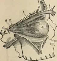 An illustration from Well's natural philosophy : for the use of schools, academies and privte students, introducing the latest results of scientific discovery and research ; arranged with special reference to the practical application of physical science to the arts and the experiences of everyday life ; with three hundred and seventy-five engravings (1873)