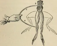 An illustration from Well's natural philosophy : for the use of schools, academies and privte students, introducing the latest results of scientific discovery and research ; arranged with special reference to the practical application of physical science to the arts and the experiences of everyday life ; with three hundred and seventy-five engravings (1873)