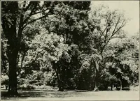 An illustration from What of the city? America's greatest issue--city planning, what it is and how to go about it to achieve success (1919)