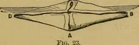 Picture 20 of 94 from What shall we do to-night? or, Social amusements for evening parties. Furnishing complete and varied programmes for twenty-six entertainments (1873), leaf 48