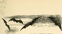 An illustration from What they say in New England; a book of signs, sayings, and superstitions (1896)