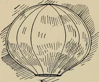 An illustration from What to do and how to do it; the American boys handy book (1920)
