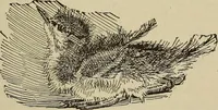 An illustration from What to do and how to do it; the American boys handy book (1920)