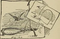 Picture 145 of 294 from What to do and how to do it; the American boys handy book (1920), leaf 249